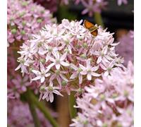 Yougarden Allium 'pink Jewel', 9 X Bulbs Size 10/12, True Pink Flowers, Garden Colour, Ready To Plant