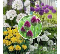 YouGarden Allium Value Spring Bulb Collection, Set of 100 Bulbs, Ready to Plant for Spring Flowers