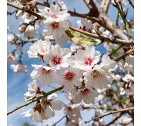 YouGarden - Almond ‘Dulcis’ Pair of Trees Established Plants in 5L Pots