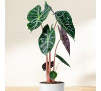 YouGarden Alocasia 'Pink Dragon' in a 12cm Pot