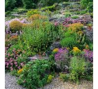 YouGarden Alpine Plant Lucky Dip Collection Six Established Plants in 9cm Pots, Ready to Plant