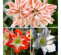 Yougarden Amaryllis Bulb Collection 3 Indoor Flowering Bulbs