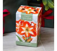 YouGarden Amaryllis 'Christmas Star' Indoor Growing Kit, Great for Gardners, Gardening Gift