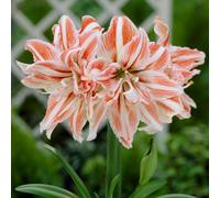 Yougarden Amaryllis 'dancing Queen', Indoor Bulb Size 26/28, Red White Flowers, Quick Winter Colour