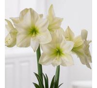 Yougarden Amaryllis Lemon Star, 1 X Size 22/24 Bulb, Citrus Indoor Winter Flowering Houseplant, Ready Plant
