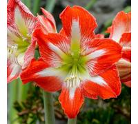 YouGarden Amaryllis 'Minerva', Size 22/24 Bulb, Red White Indoor Winter Flowering Houseplant, Ready Plant