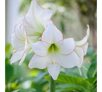 YouGarden Amaryllis 'Picotee', 22 24 Bulb, White Red Indoor Winter Flowering Houseplant Gift