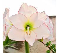 Yougarden Amaryllis 'picotee', 22 24 Bulb, White Red Indoor Winter Flowering Houseplant Gift