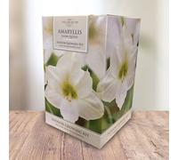 YouGarden Amaryllis 'Snow Queen', Indoor Growing Kit, Pure White Flowers, Gift Plant, 1 x Large Size 26/28 Bulb, Compost and Pot For Planting Included