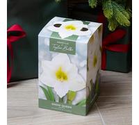 YouGarden Amaryllis 'Snow Queen', Indoor Growing Kit, Pure White Flowers, Gift Plant, 1 x Large Size 26/28 Bulb, Compost and Pot For Planting Included