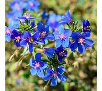 YouGarden Anagallis Skylover Blue Pimpernel plug plants x12
