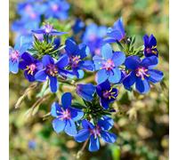 YouGarden Anagallis 'Skylover' Blue Pimpernel plug plants x6