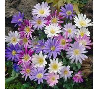 YouGarden Anemone 'Blanda' Mixed, 150 x Bulbs Size 4/5