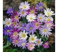 YouGarden Anemone 'Blanda' Mixed, 150 x Bulbs Size 4/5