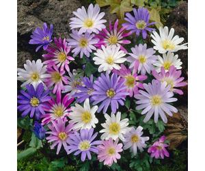 Yougarden Anemone 'blanda' Mixed, 150 X Bulbs Size 4/5