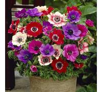 YouGarden Anemone de Caen, Set of 150 Bulbs, Size 3/4, Ready for Autumn Planting and Spring Flowering, Fill Pots, Beds and Garden Borders with Colourful Flowers