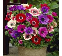 Yougarden Anemone De Caen, Set Of 75 Bulbs, Size 3/4, Ready For Autumn Planting And Spring Flowering, Fill Pots, Beds And Garden B