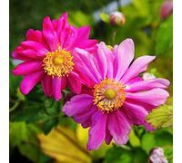 YouGarden - Anemone Japanese 'Prince Heinrich' 9cm x3