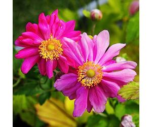 YouGarden - Anemone Japanese 'Prince Heinrich' 9cm x3
