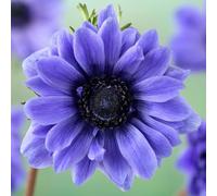 YouGarden Anemone Lord Lieutenant, 100 Bulbs