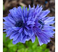 Yougarden Anemone Lord Lieutenant, 50 Bulbs, Blue Purple Hardy Spring Summer, Garden Flowers