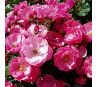 YouGarden Angela's Rose, 1 x 4 Litre Pot, Gift Wrapped, Ready to Plant