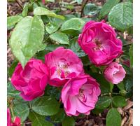 Yougarden Angela's Rose, 1 X 4 Litre Pot, Ready To Plant