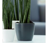 YouGarden Elho Anthracite Pot Covers 7cm Set of Six For Houseplants and Displaying Indoors