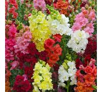 YouGarden Antirrhinum 'Butterflies' Garden Ready Plants x20