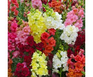 YouGarden Antirrhinum 'Butterflies' Garden Ready Plants x20