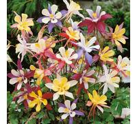 Yougarden Aquilegia 'mckana Hybrids', 10 X Bare Root Plants, Colourful Hardy Cottage Garden Flowers, Ready To Plant