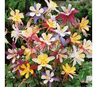 YouGarden Aquilegia 'McKana Hybrids' in 9cm pots x3
