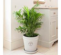 YouGarden Areca Palm in a 20cm Pot, 90cm Tall House Plant