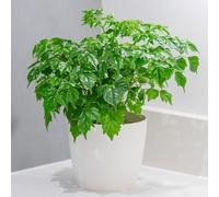 YouGarden Asian Bell Tree, Radermachera sinica, 1 x 12cm Pot, Established Bonsai Houseplant, Ready to Display, Starter Indoor Plant