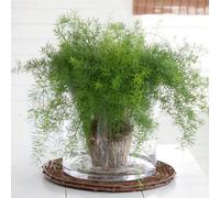 Yougarden Asparagus Sprengeri, Established Houseplant In 12Cm Pot, Ready To Display