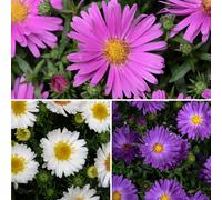 YouGarden Aster Alpha Mix Plug Plants x 24
