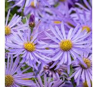 Yougarden Aster Frikartii Monch In A 9Cm Pot