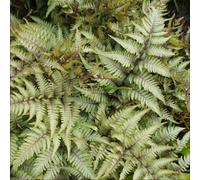Yougarden Athyrium Niponicum 'pewter Lace', 1 X Hardy Fern In 2 Litre Pot, Silver Burgundy Foliage, Ready To Plant