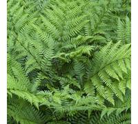Yougarden Athyrium Otophorum 'okanum' Deciduous Hardy Fern 9Cm Pot Great For Shade Gardens Striking Foliage Easy To Grow