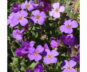 YouGarden Aubretia Florado Blue Eye Plug Plants x 12
