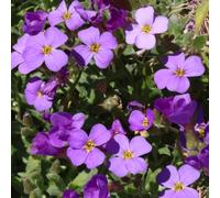 YouGarden Aubretia Florado Blue Eye Plug Plants x 24