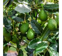 Yougarden Avocado Tree 'hass', 1 X 1.5 Litre Pot, Grafted, Tender Evergreen Fruit Plant, 65-90Cm Tall