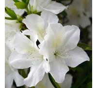 YouGarden - Azalea Encore 8cm x3