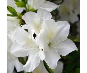 YouGarden - Azalea Encore 8cm x3