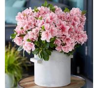YouGarden - Azalea Encore 'Sunburst' 8cm x3