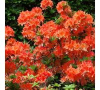 YouGarden - Azalea japonica Orange Three Established Plants in 9cm Pots