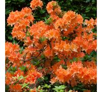 Yougarden Azalea Japonica Orange Three Established Plants In 9Cm Pots
