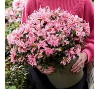 YouGarden Azalea 'Pink Spider', Pair of Established Plants in 13cm Pots, Hardy Evergreen Shrubs for Pots and Borders