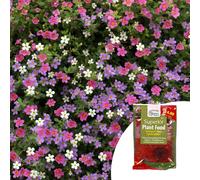 YouGarden Bacopa Topia 'Mixed' Plug Plants x12 & 100g Fertiliser
