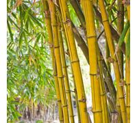 Yougarden Bamboo Collection, Set Of Three Established Plants In 3L Pots, Yellow, Green And Black Bamboo Plants, Ready To Plant And